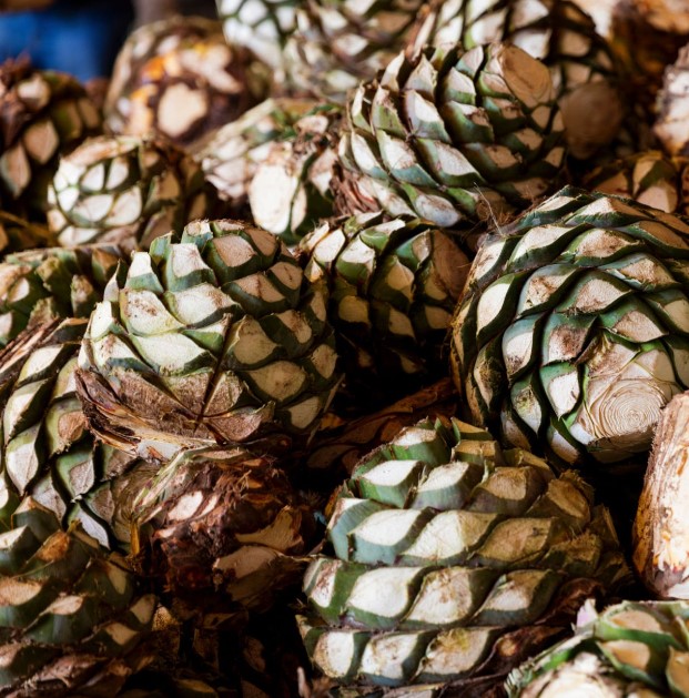 Tekila Kiti - Konsantre Agave Aroması